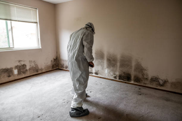 Best Same-Day Mold Removal  in Brewster, WA